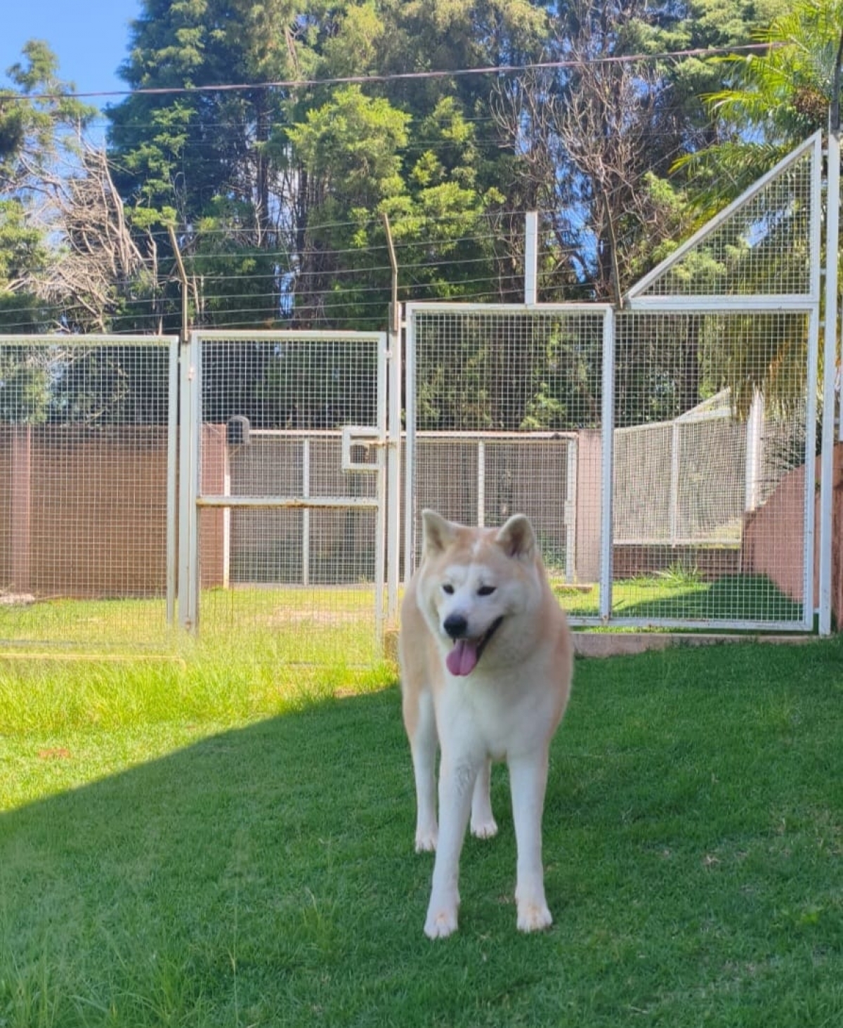 Clínica Veterinária, hotel e creche para cães e gatos