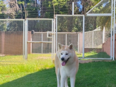 Clínica Veterinária, hotel e creche para cães e gatos