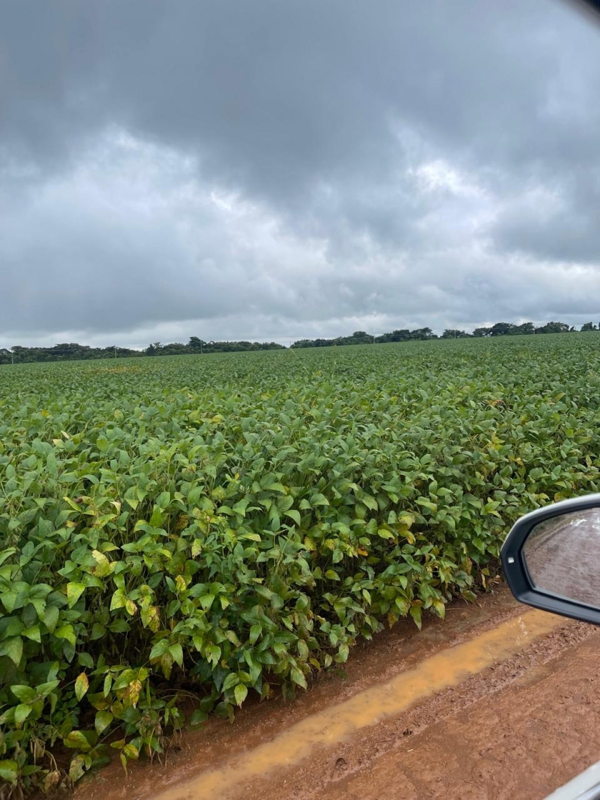 Vendo companhia S.A trading - agro comoditis 