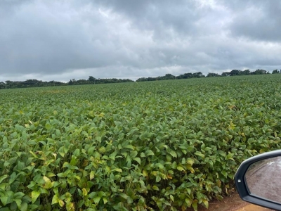 Vendo companhia S.A trading - agro comoditis 