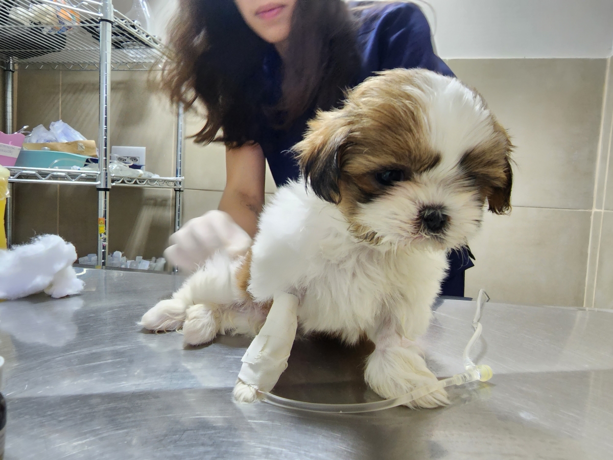 Hospital veterinário a venda no DF