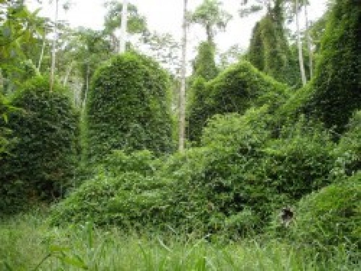 Venda de uma grande área de mata atlântica nativa no Rio de Janeiro