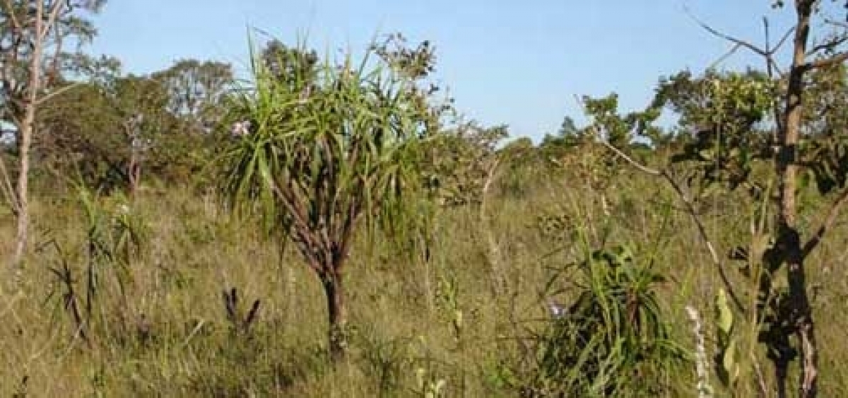 VENDO DO FAZENDA 20.000 HÁ. 