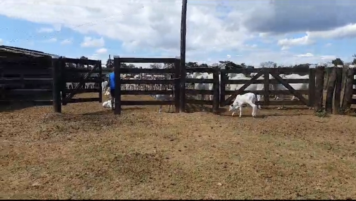 Vendo Fazenda no município de Carolina MA