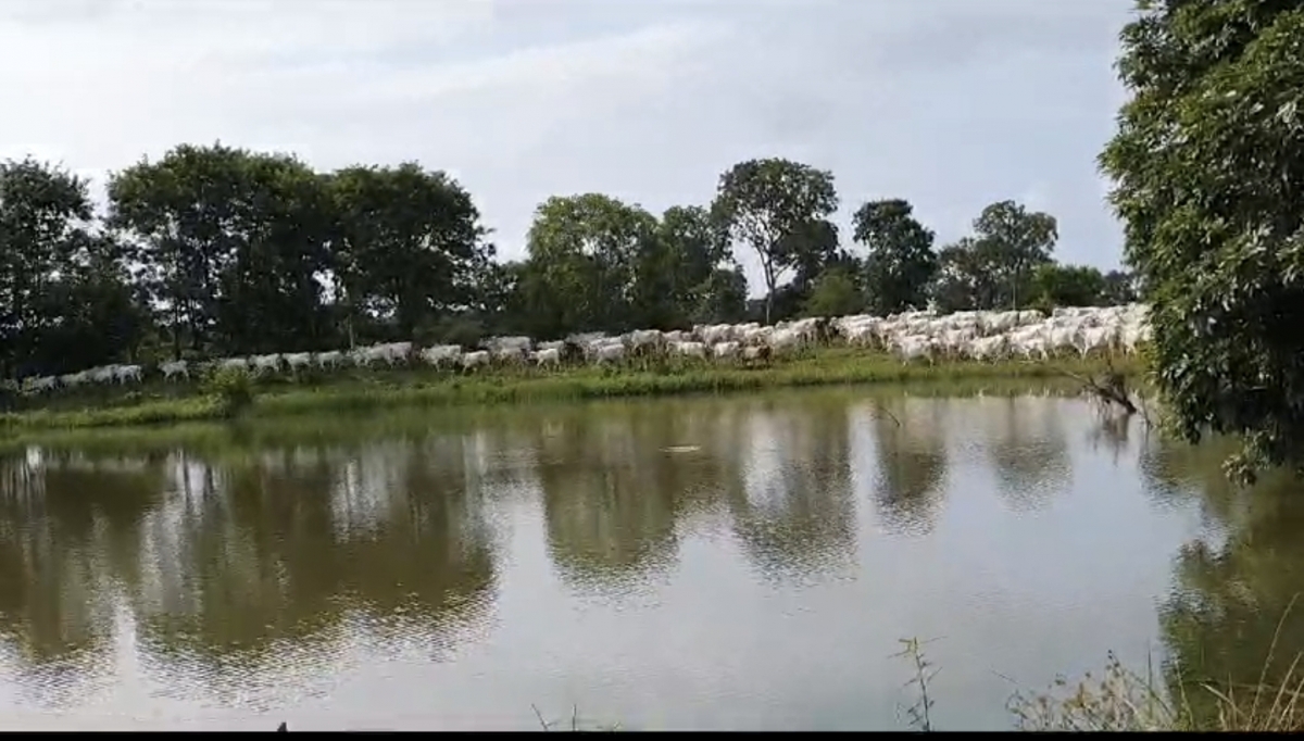 Vendo Fazenda no município de Carolina MA