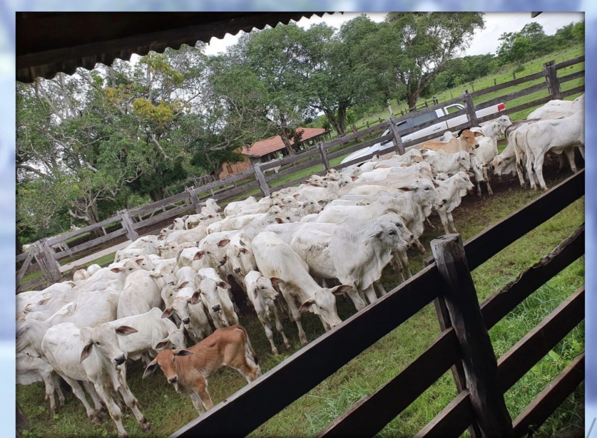 Vendo Fazenda no município de Carolina MA