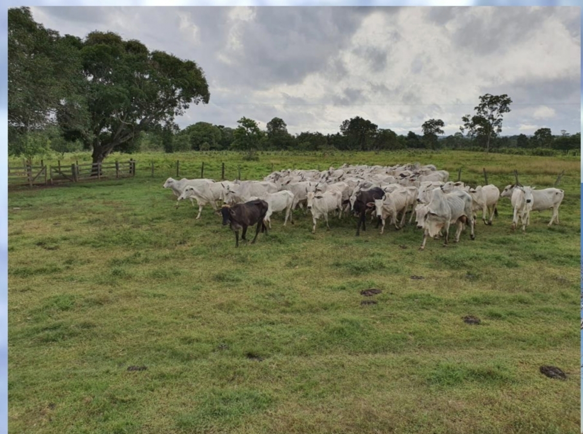 Vendo Fazenda no município de Carolina MA