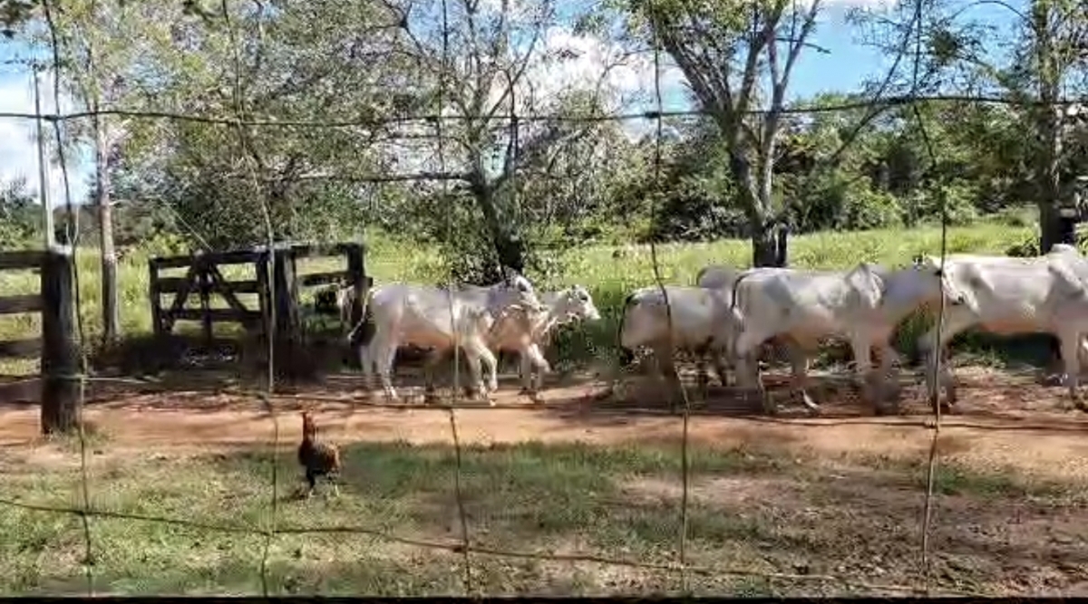 Vendo Fazenda no município de Carolina MA