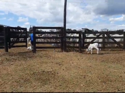 Vendo Fazenda no município de Carolina MA