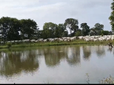 Vendo Fazenda no município de Carolina MA