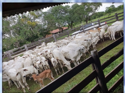 Vendo Fazenda no município de Carolina MA