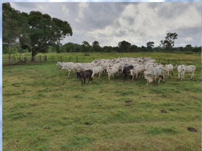 Vendo Fazenda no município de Carolina MA