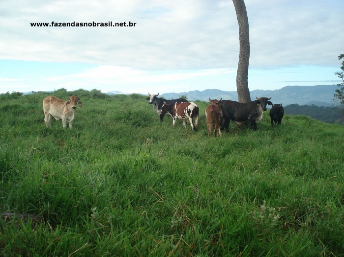 VENDO FAZENDA 245 HÁ