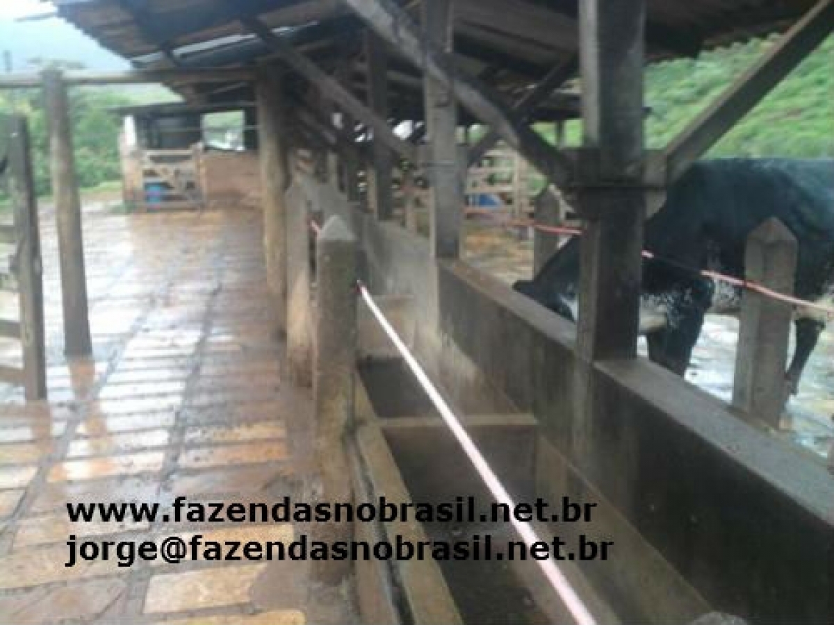 VENDO FAZENDA 245 HÁ