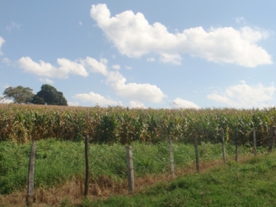 fazenda com 222 alq , com benfeitorias modestas