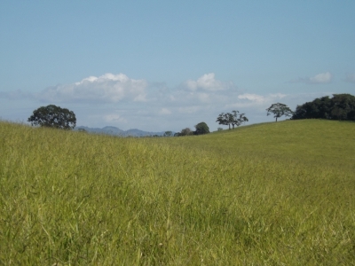 fazenda com 222 alq , com benfeitorias modestas